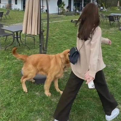 红尾鸽